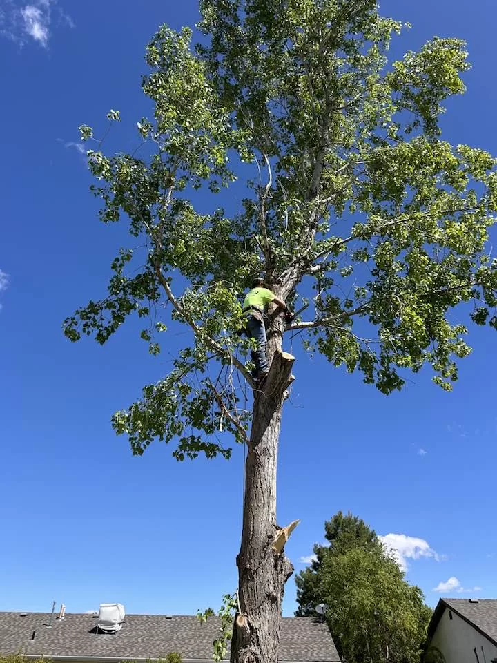 Tree Trimming & Pruning