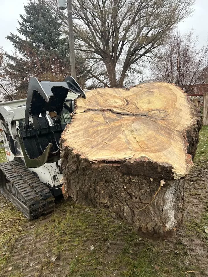 Stump Grinding & Removal