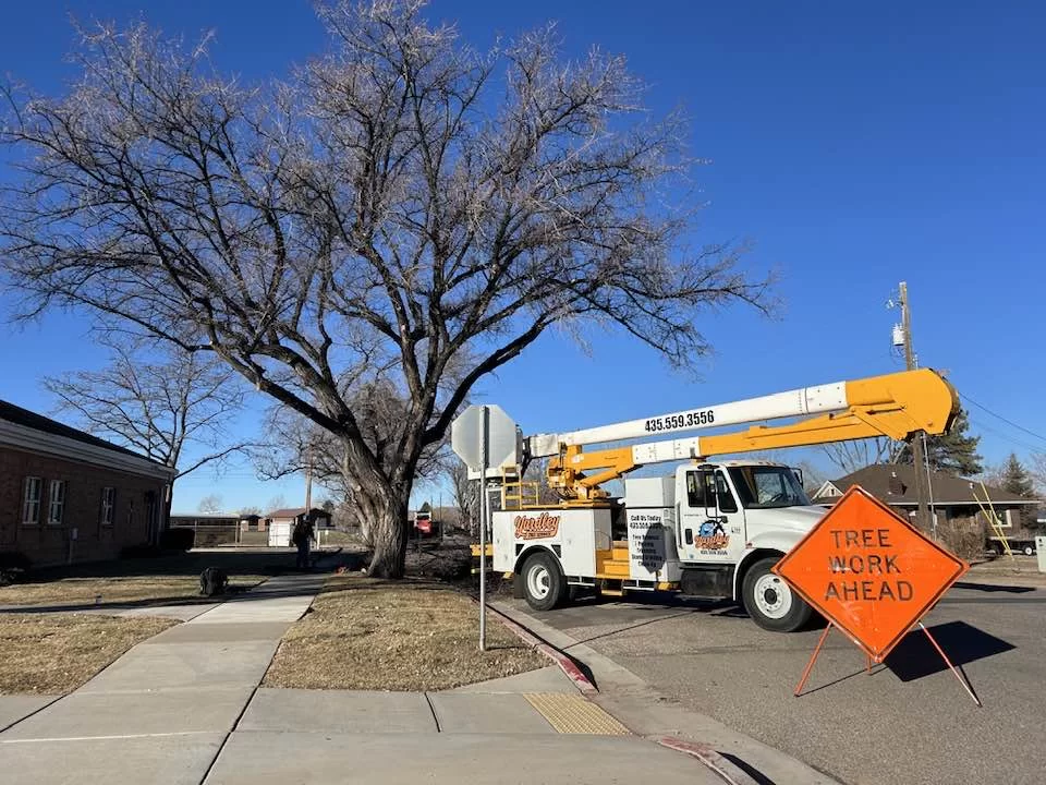 Emergency Tree Services (24/7)