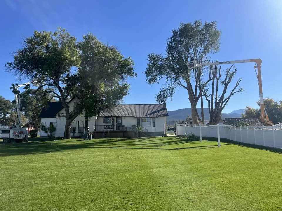 Tree Health Inspections & Risk Assessment