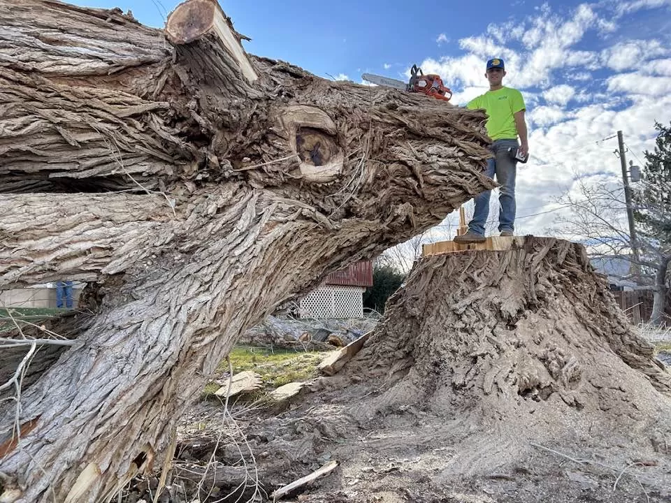 Professional Tree Removal
