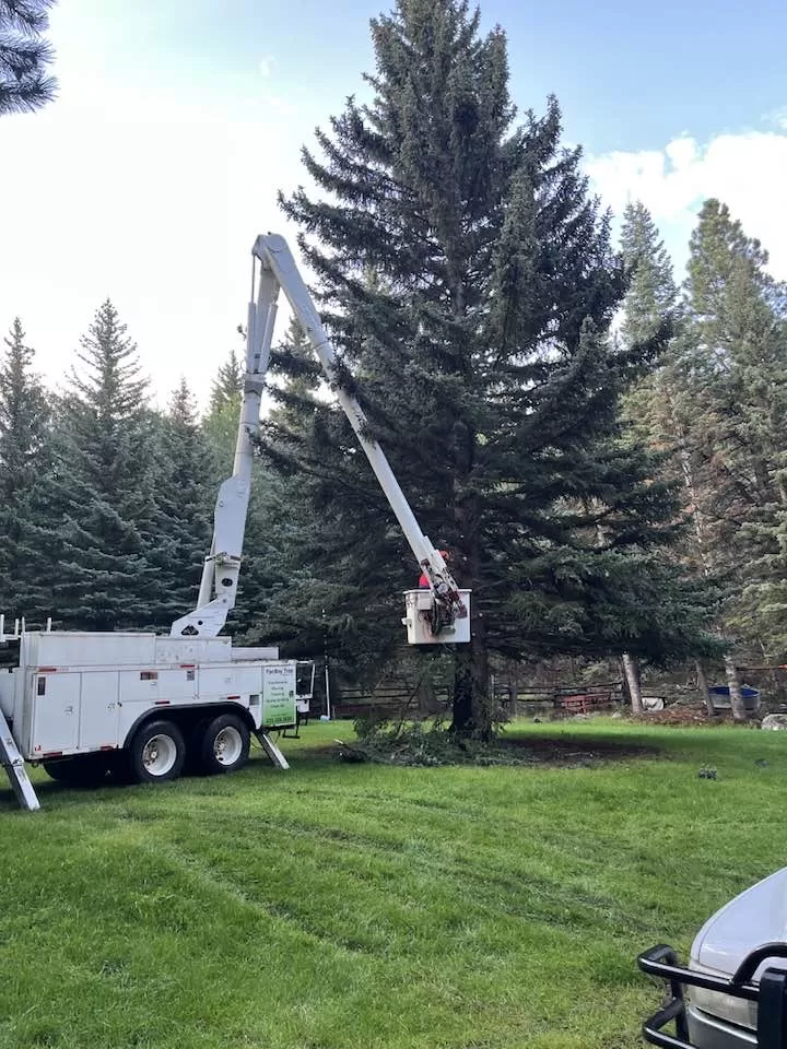 Expert Tree Trimming & Pruning